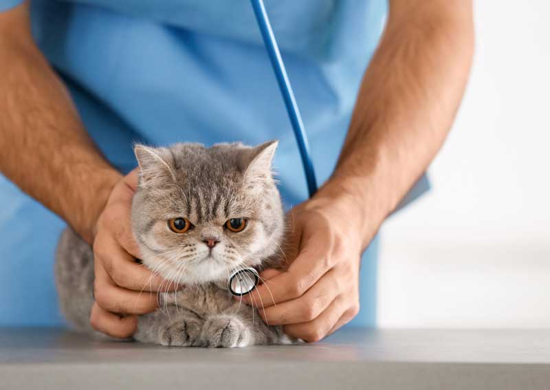 Carousel Slide 1: Feline veterinary care